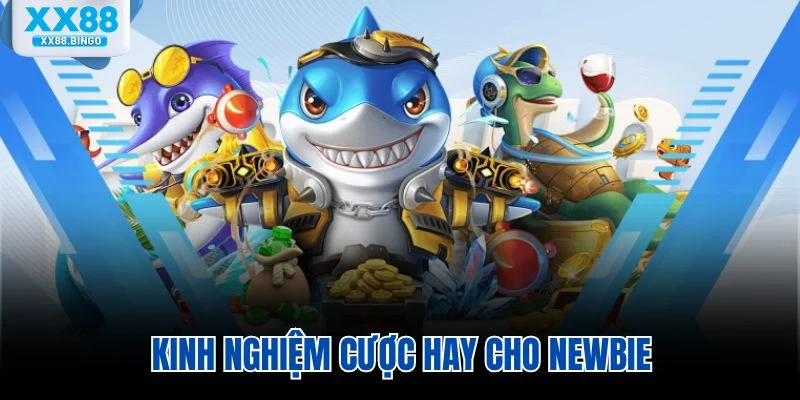 Kinh nghiệm cược hay cho newbie